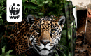 WWF: Rettet den Amazonas